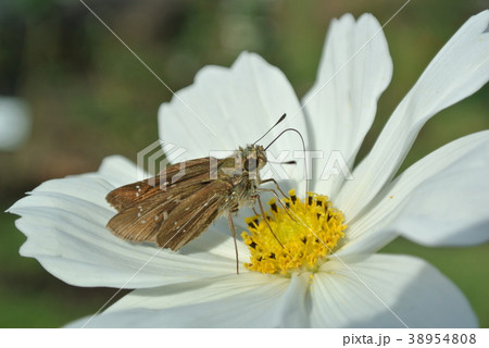 チャバネセセリ 38954808