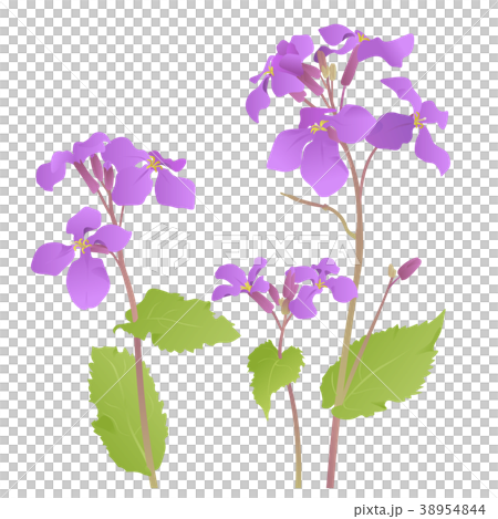 Flying Arachiteye (Short cut) 38954844