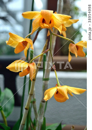 洋蘭 デンドロビウム モスカツム Oranje-Yellow 38954998