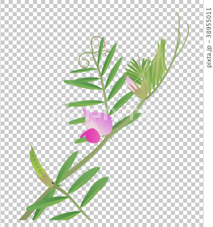 カラスノエンドウ ヤハズエンドウ のイラスト素材