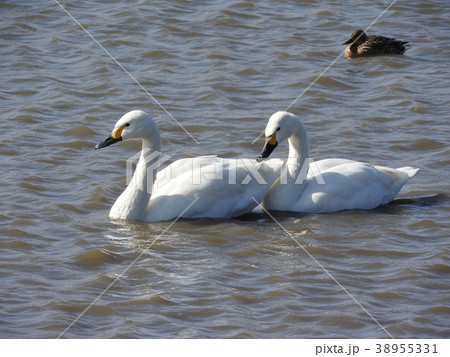 白鳥ペア 38955331