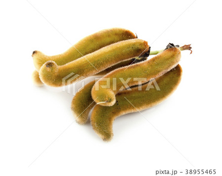 nettles brown pods with on white background nettles brown pods with on white background 38955465