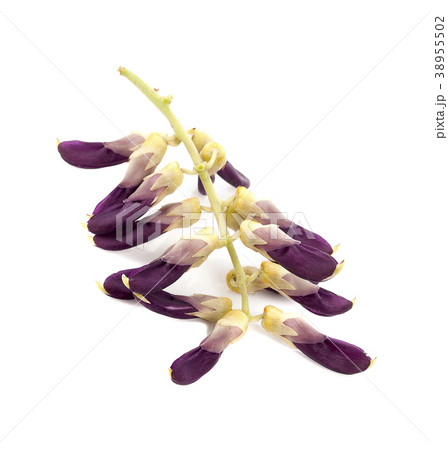 Mucuna pruriens isolated on white background 38955502