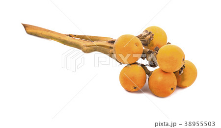 fresh betel nuts isolated on white background fresh betel nuts isolated on white background 38955503