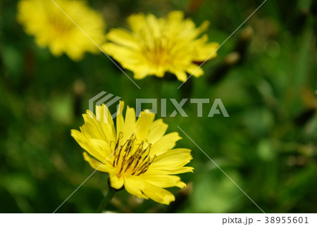 オオジシバリ 38955601