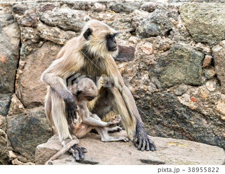 Gray langur monkeys at Daulatabad Fort in India Gray langur monkeys at Daulatabad Fort in India 38955822