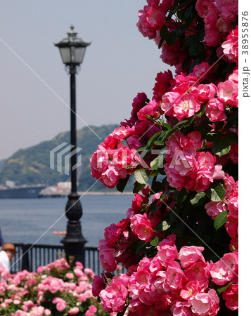 海辺のガーデンに咲く薔薇 38955876