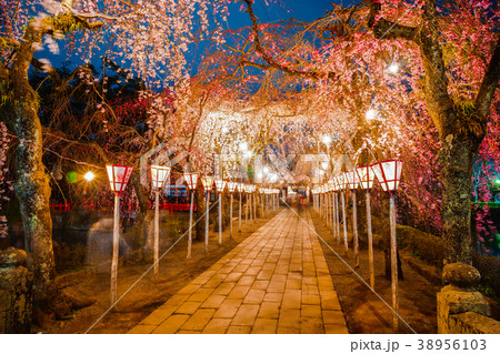 三島　桜 38956103