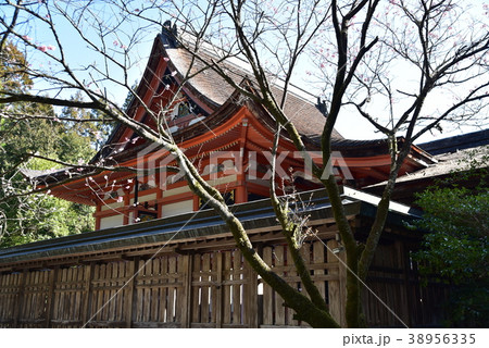 【土佐国一宮】土佐神社の本殿と早春の青空　高知県高知市 38956335