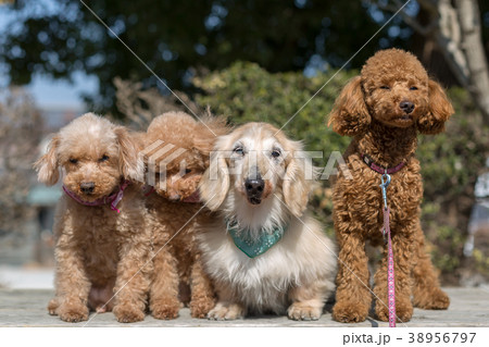 愛犬の散歩 愛犬の散歩 38956797