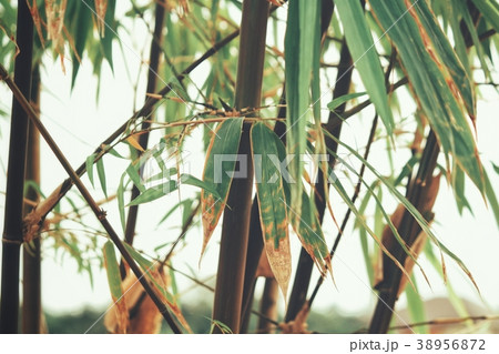 Bamboo with leaves Bamboo with leaves 38956872