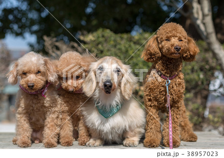 愛犬の散歩 愛犬の散歩 38957023