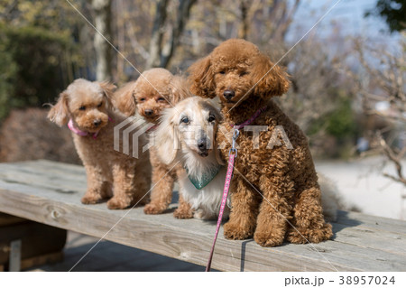 愛犬の散歩 愛犬の散歩 38957024
