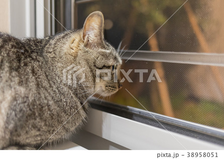 キジトラ 38958051