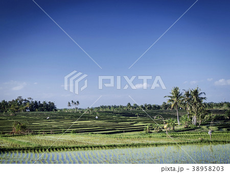 rice paddy landscape view in south bali indonesia 38958203