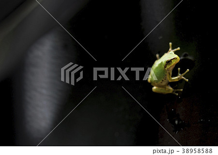 カエル 38958588