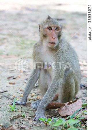 Cute monkeys in a natural forest Cute monkeys in a natural forest 38958674