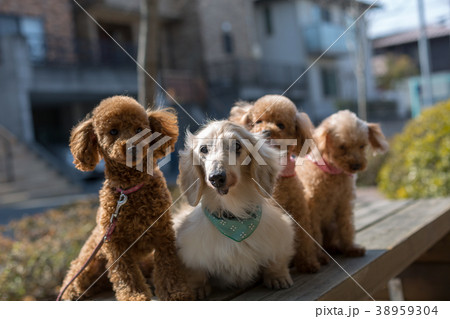 愛犬の散歩 愛犬の散歩 38959304