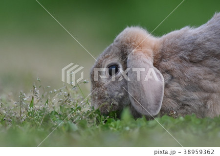 芝生で食事中の垂れ耳ウサギの写真素材