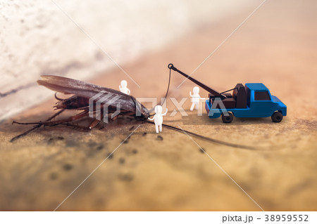 dead cockroach lying on a floor 38959552