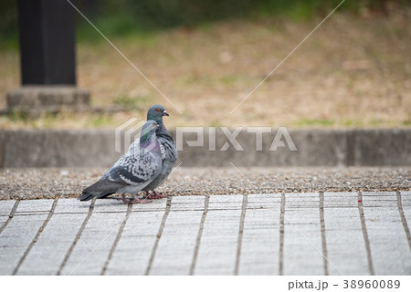 鳩 鳩 38960089