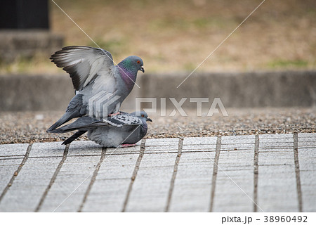鳩の交尾 鳩の交尾 38960492