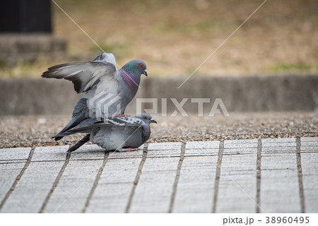 鳩の交尾 鳩の交尾 38960495