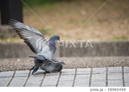 鳩の交尾 38960498