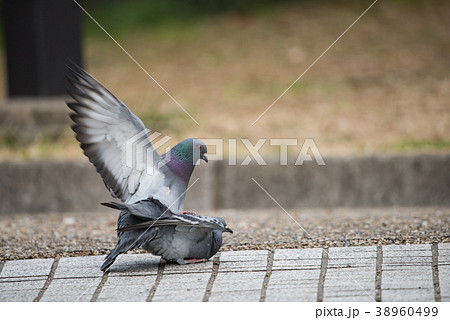 鳩の交尾の写真素材