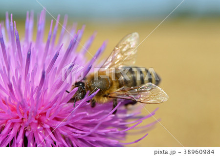 Macro photo, a bee collects nectar on a Carduus 38960984