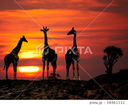 Giraffes silhouettes at sunset 38961532