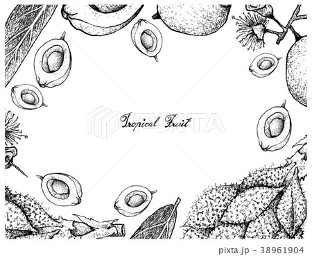 Hand Drawn Frame of Luk Rakam and Syzygium Jambos 38961904