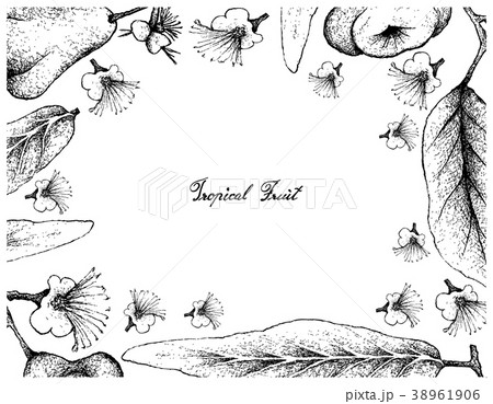 Hand Drawn Frame of Java and Watery Rose Apple 38961906