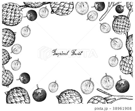 Hand Drawn Frame of Star Apple and Rattan Fruits 38961908