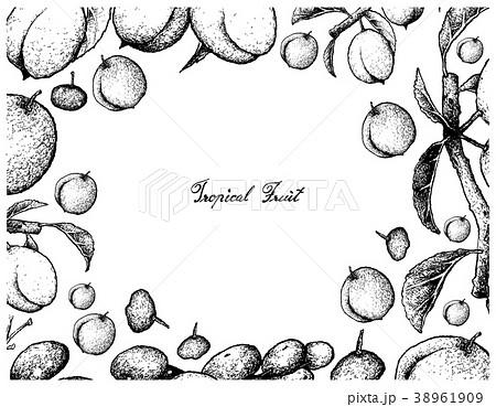 Chinese Plums and Luna Nut Fruits 38961909