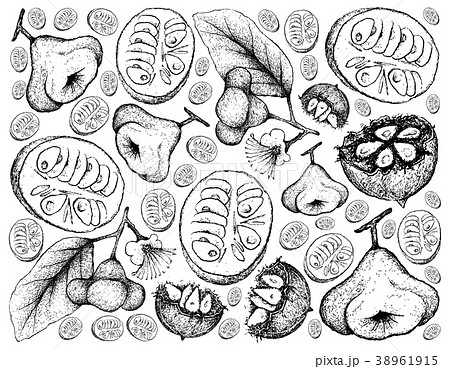 Background of Monk Fruit and Watery Rose Apple Background of Monk Fruit and Watery Rose Apple 38961915