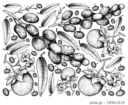Diospyros Malabarica and Luna Nut Fruits 38961916