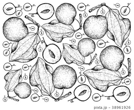 Hand Drawn Background of Indian Jujube Fruits Hand Drawn Background of Indian Jujube Fruits 38961926