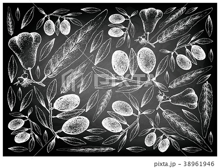 Java Rose Apple and Olive Fruits on Chalkboard Java Rose Apple and Olive Fruits on Chalkboard 38961946