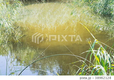 Small Pond with Reeds Small Pond with Reeds 38962128