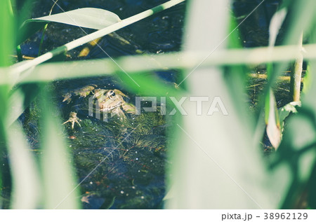 Green Frog in Marsh 38962129