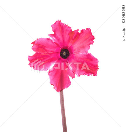 red cyclamen is isolated on white background 38962698