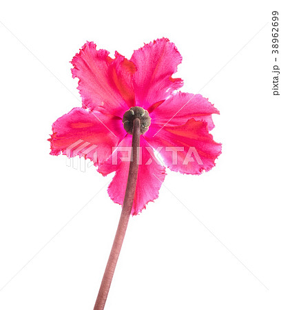 red cyclamen backwards is isolated on white red cyclamen backwards is isolated on white 38962699