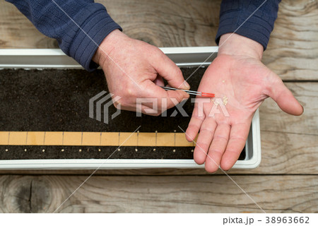 Precisely planting seeds for pepper seedlings Precisely planting seeds for pepper seedlings 38963662