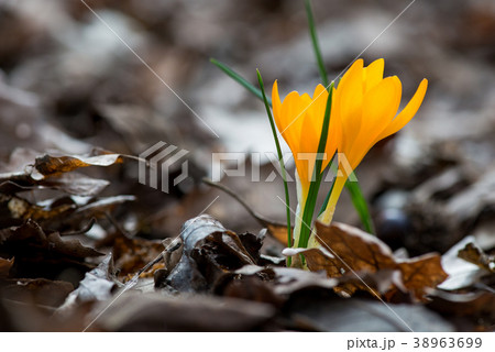 Sprouting crocus in spring garden Sprouting crocus in spring garden 38963699