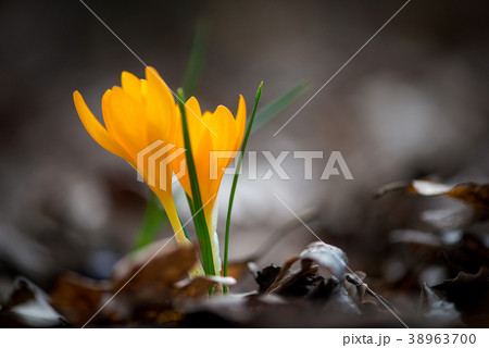 Sprouting crocus in spring garden 38963700