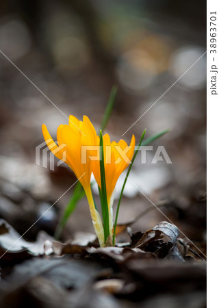 Sprouting crocus in spring garden Sprouting crocus in spring garden 38963701