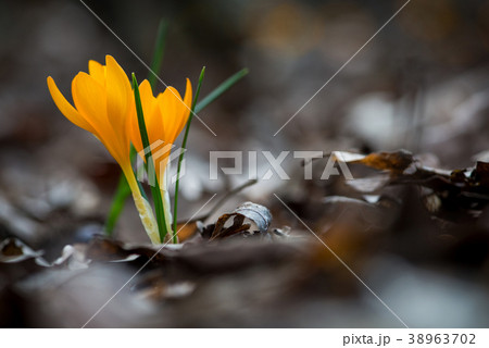 Sprouting crocus in spring garden 38963702