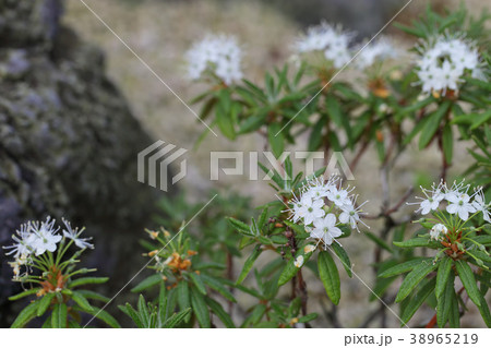 カラフトイソツツジの花 38965219