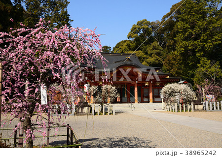 長岡天満宮 紅梅 長岡天満宮 紅梅 38965242